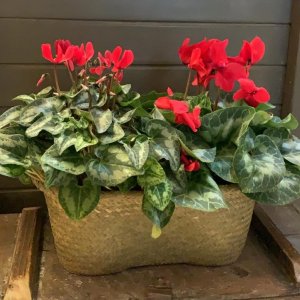 זוג רקפות באדנית גדולה