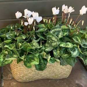 זוג רקפות באדנית קטנה