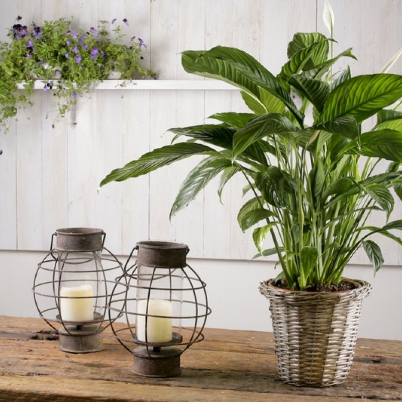 ספטיפיליום