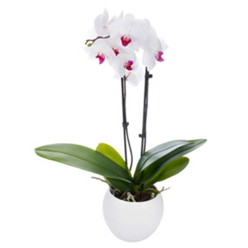 סחלב שני ענפים