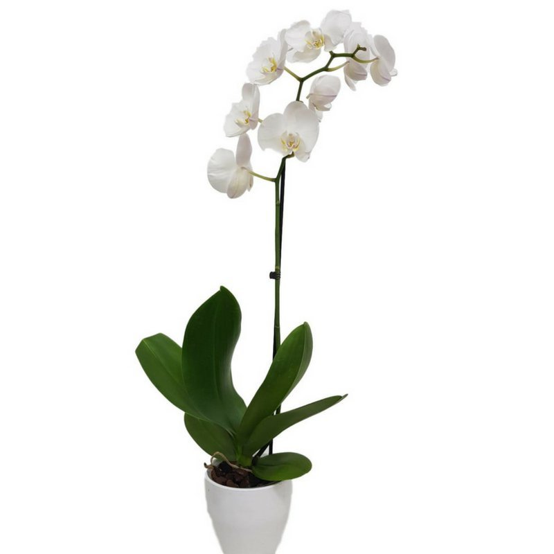 סחלב- ענף אחד