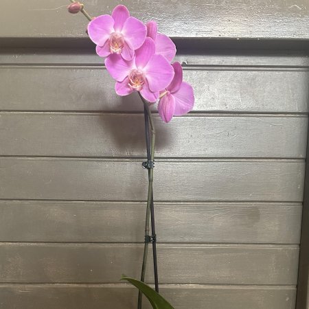 סחלב ענף אחד