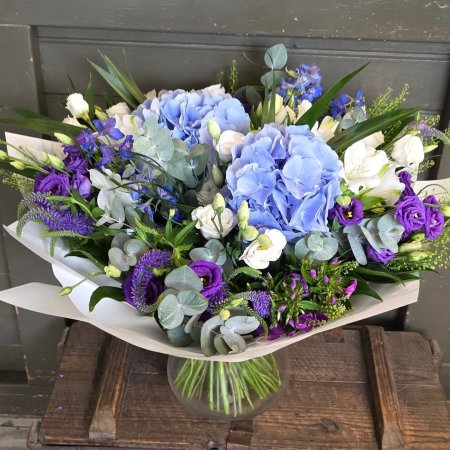 זר הורטנסיה בתכלת